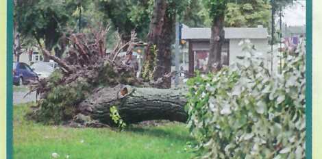 Souche et tronc abattus dans un jardin
