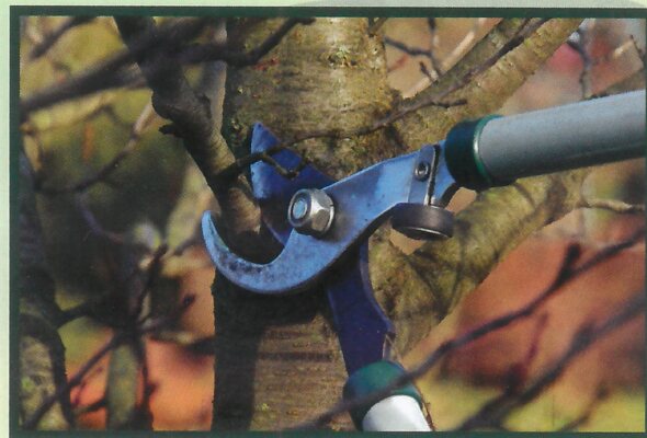 Taille d'un arbre au sécateur